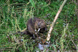 Biber nagt an einem Weidenstamm in einer Futterhülse