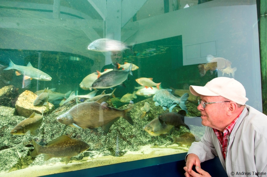 Die Fischvielfalt der Elbe in der Aquarienlandschaft des Biosphaeriums entdecken